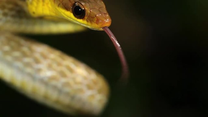 橄榄鞭蛇 (Chironius fuscus)