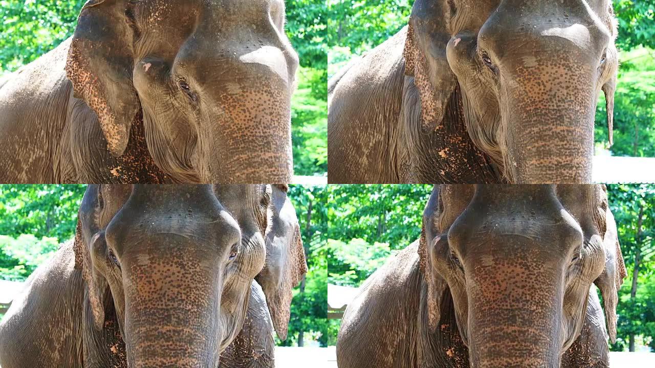 亚洲印度大象的特写镜头。运动中的美丽生物4k
