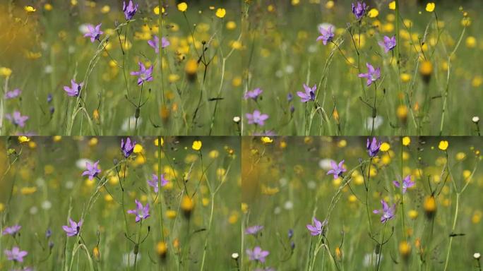 春风中草地上的野生风铃紫罗兰钟花