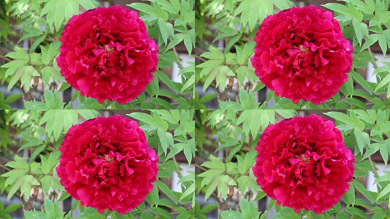 红牡丹花