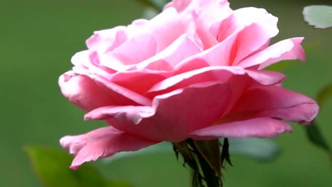 美丽的粉色玫瑰
