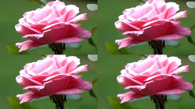 美丽的粉色玫瑰