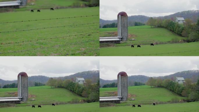 向筒仓附近的奶牛倾斜架子围栏
