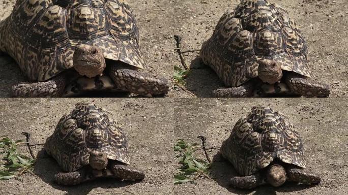 豹纹乌龟大而有吸引力的标记乌龟