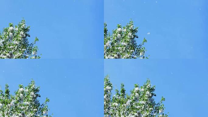 在蓝天的对上，大而绿的杨树枝条，密布成束的绒毛。风流携带的白色白杨绒毛。绒毛在天空中飞舞