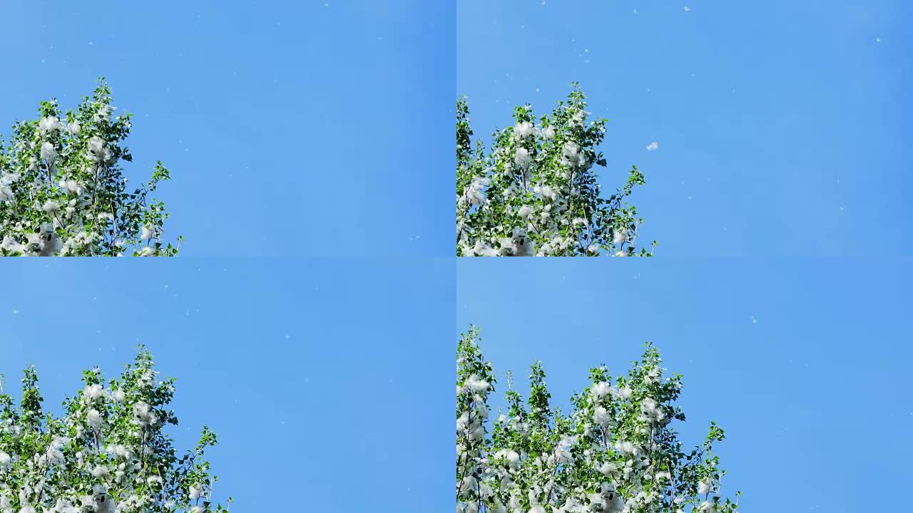 在蓝天的对上，大而绿的杨树枝条，密布成束的绒毛。风流携带的白色白杨绒毛。绒毛在天空中飞舞