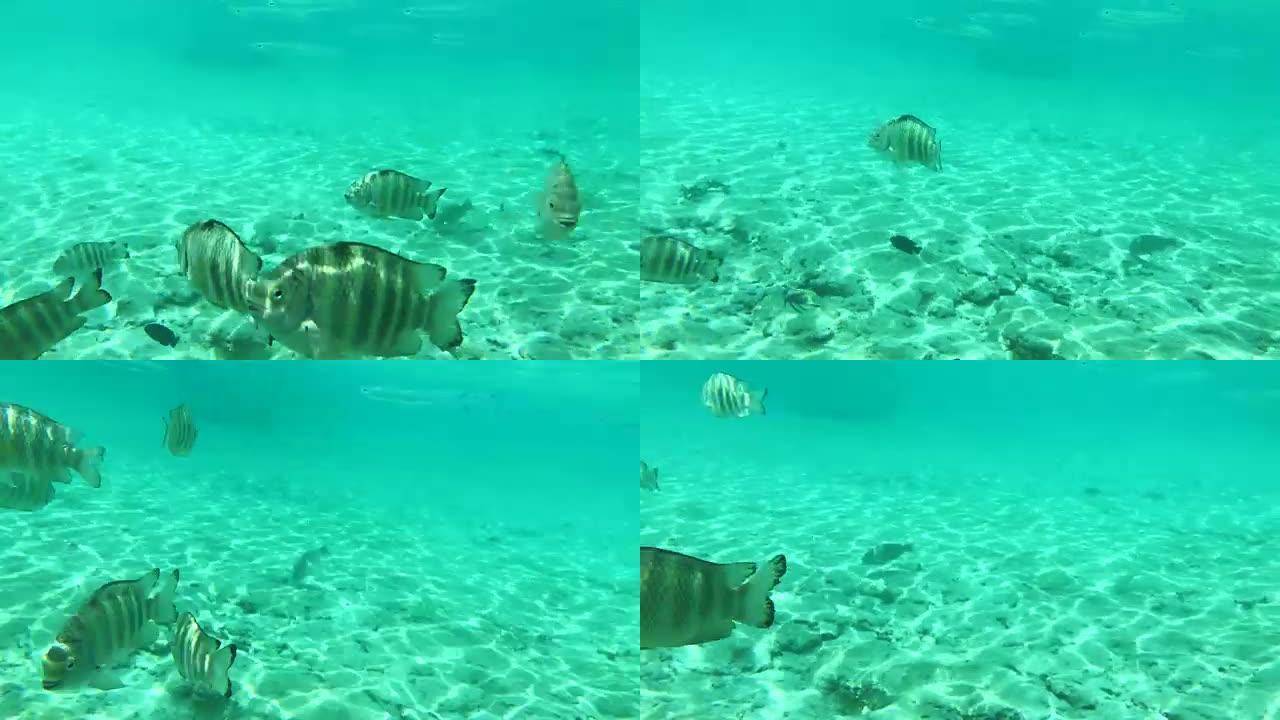 许多鱼在水下游泳
