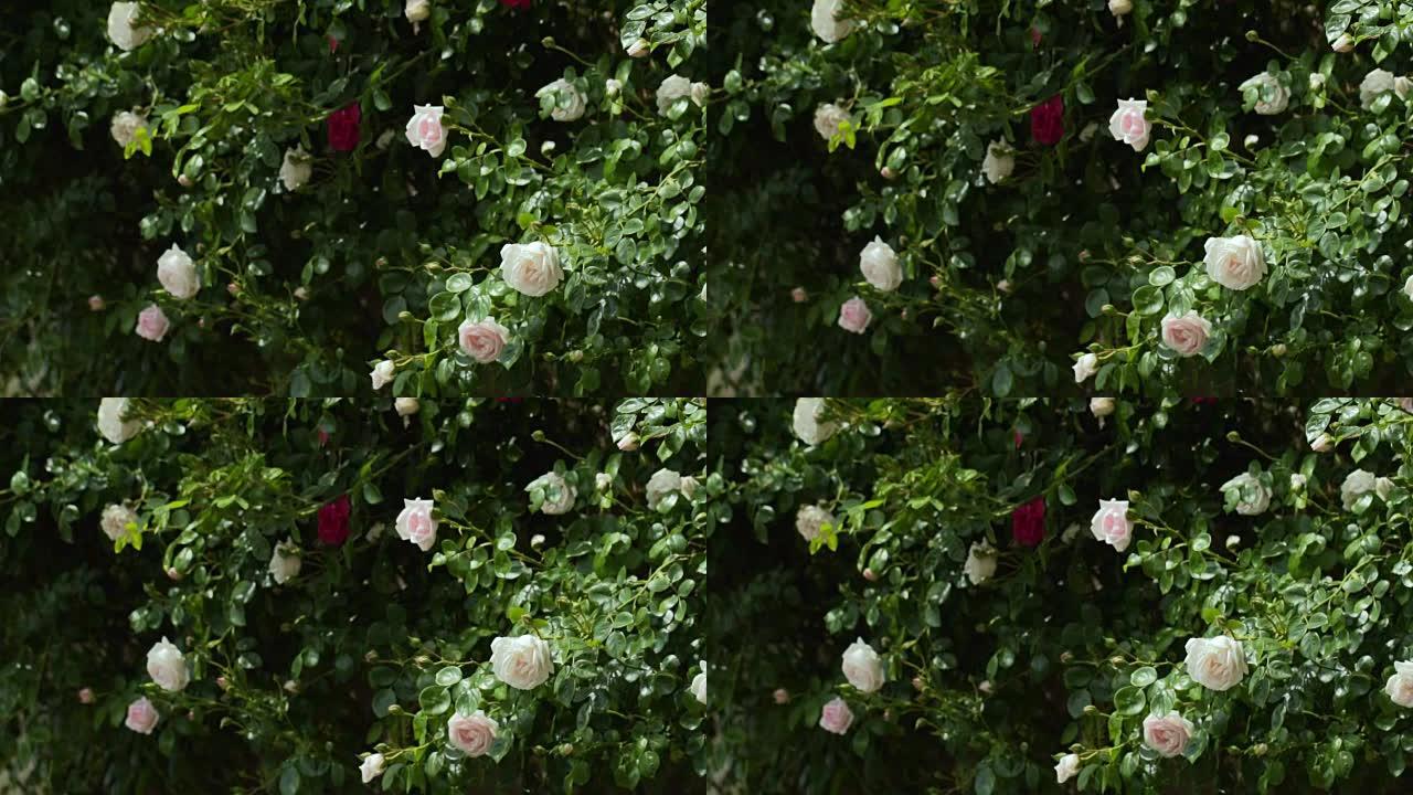 灌木丛上的白玫瑰和红玫瑰。慢动作