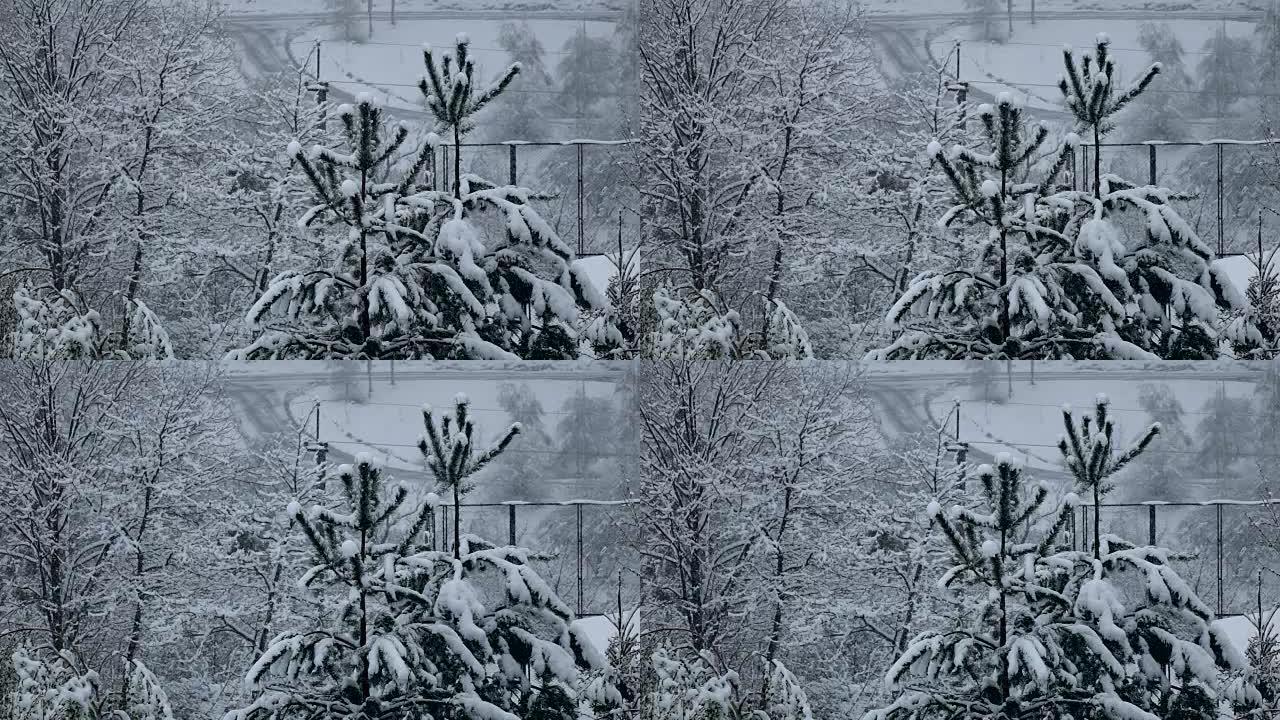 降雪平静地落在树枝上。冬天，慢动作