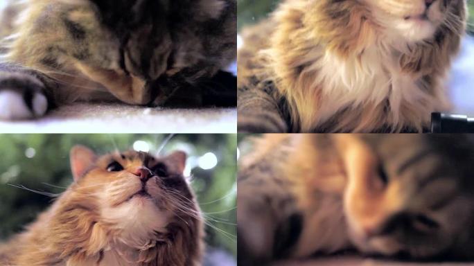 缅因库恩猫嗅地毯猫薄荷和抬头舔舌头的宏观特写