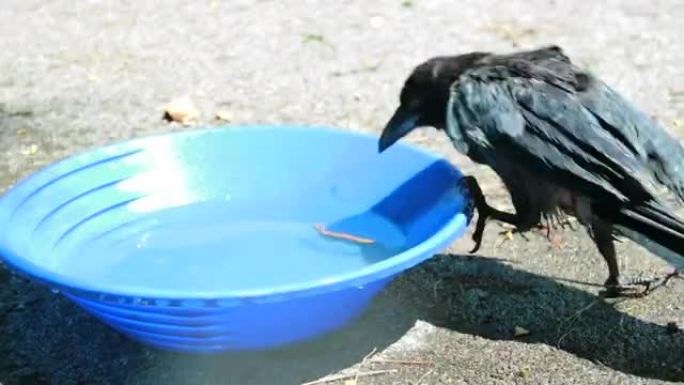 鸟，幼鸟，乌鸦 (Corvus Corone) 水浴洗。黑乌鸦。