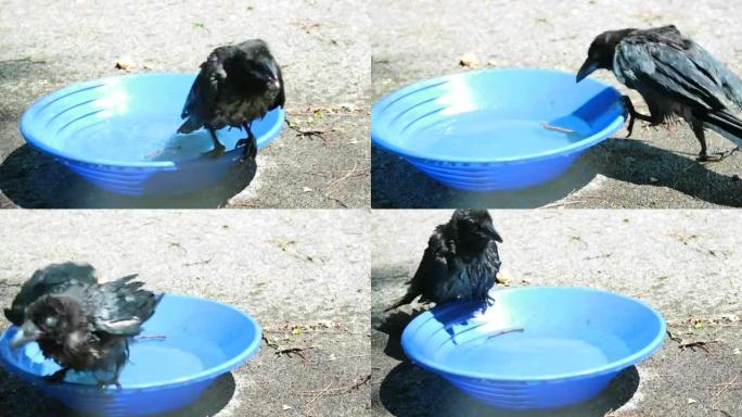 鸟，幼鸟，乌鸦 (Corvus Corone) 水浴洗。黑乌鸦。