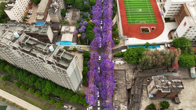 蓝花楹盛开在街道两侧