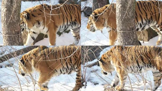 老虎在雪地上行走