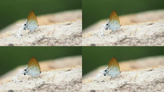 灰蝶科海波龙蝴蝶是吃矿物质的。