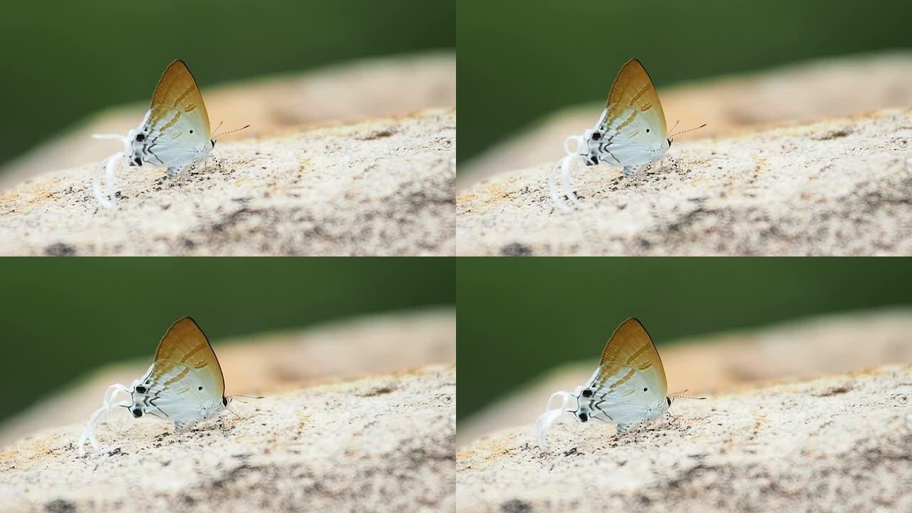 灰蝶科海波龙蝴蝶是吃矿物质的。