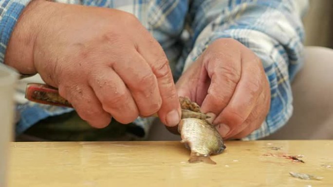 一位年长的渔夫清理一条小鱼。为家人准备一道菜