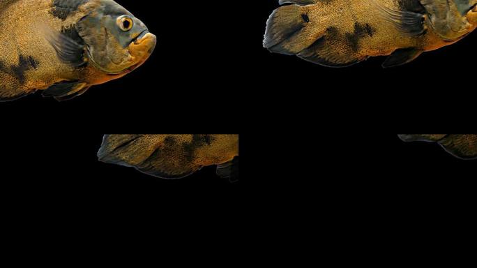 亚马逊热带鱼-老虎奥斯卡，黑色背景，色度键