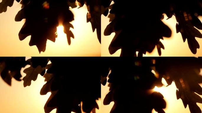日落时的绿橡树叶
