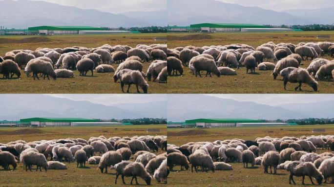 一群在田里放牧的绵羊