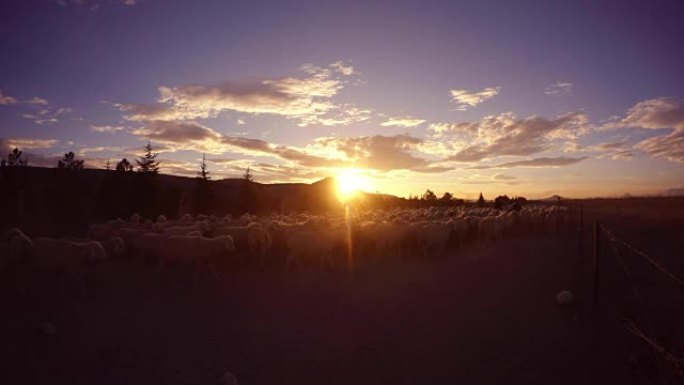 许多绵羊在日落时在山上的篱笆附近扬起灰尘