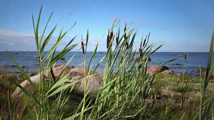 Rogoz拉丁斑疹伤寒一种芬兰湾石质海岸上的斑疹伤寒科植物