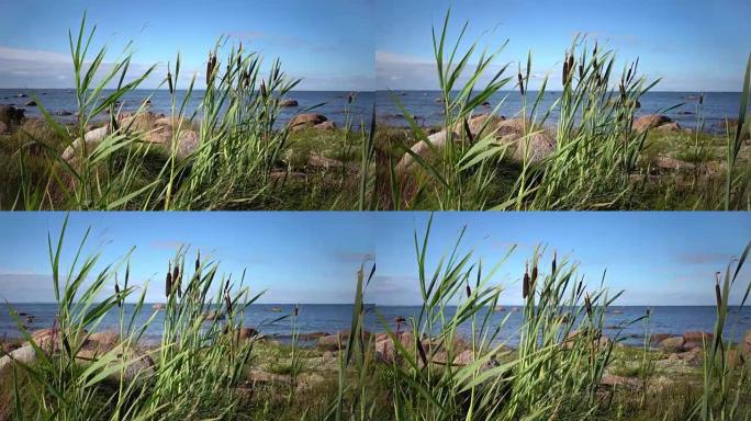 Rogoz拉丁斑疹伤寒一种芬兰湾石质海岸上的斑疹伤寒科植物
