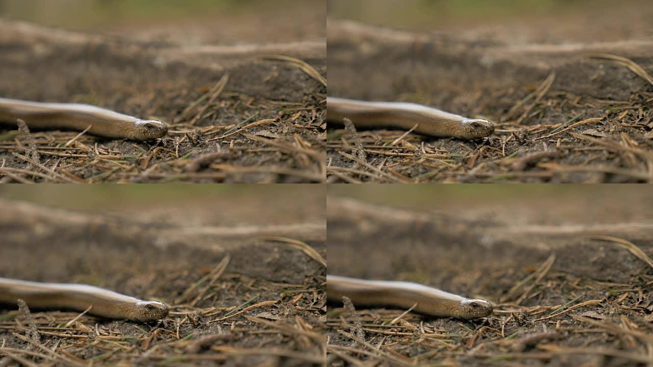 无肢蜥蜴看起来像蛇。慢动作180 fps特写镜头