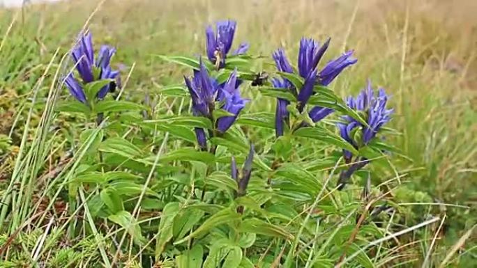 野花风铃草在山野中摇曳