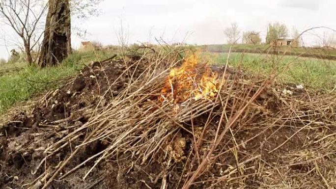 在树附近的田野里，许多干燥的树枝在大火中燃烧