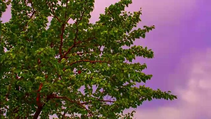 魔法树对抗紫罗兰的天空