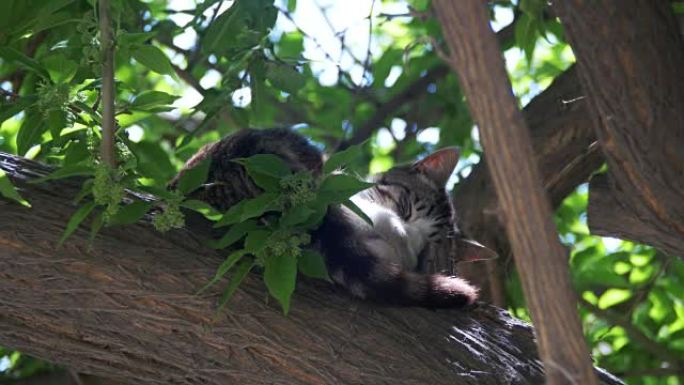 夏天无家可归的灰猫睡在绿树上