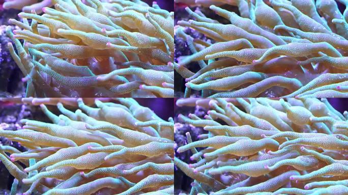 水下热带海洋中的珊瑚