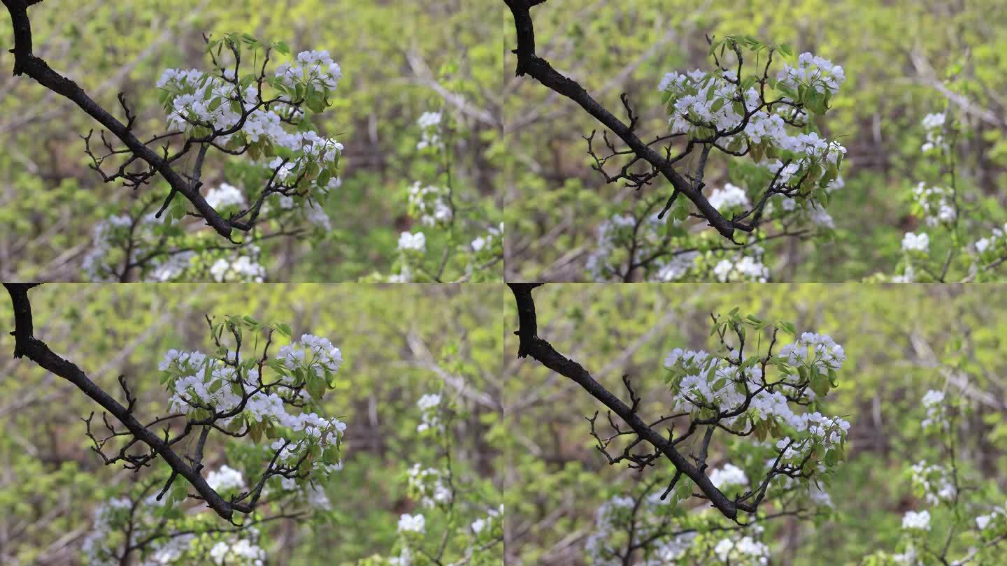 4K 春天梨花开 梨园 梨花特写 梨花开