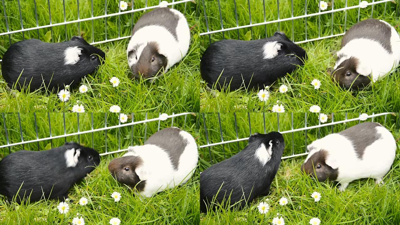 草地上的两只豚鼠在围场外面吃饭
