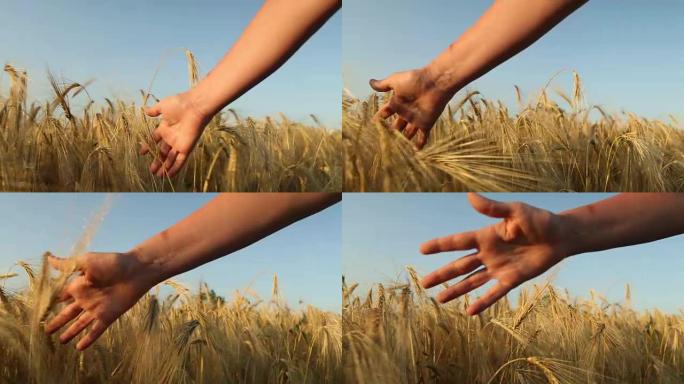 成熟小麦和雌性/跟踪镜头