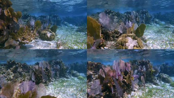 在Hol Chan海洋保护区的珊瑚礁有许多维纳斯海扇/紫色柳珊瑚海扇加勒比海-伯利兹堡礁/龙涎香礁