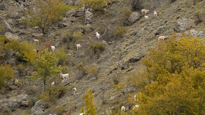 绵羊和山羊在山区草地上吃草