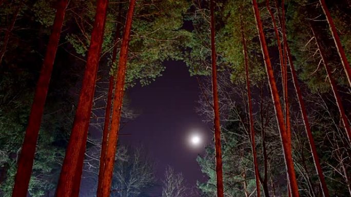 月亮和松树，延时