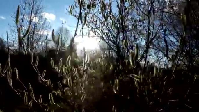 初春，阳光透过灌木丛的裸露树枝