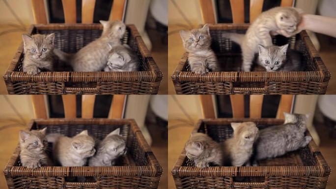 三只小猫坐在篮子里