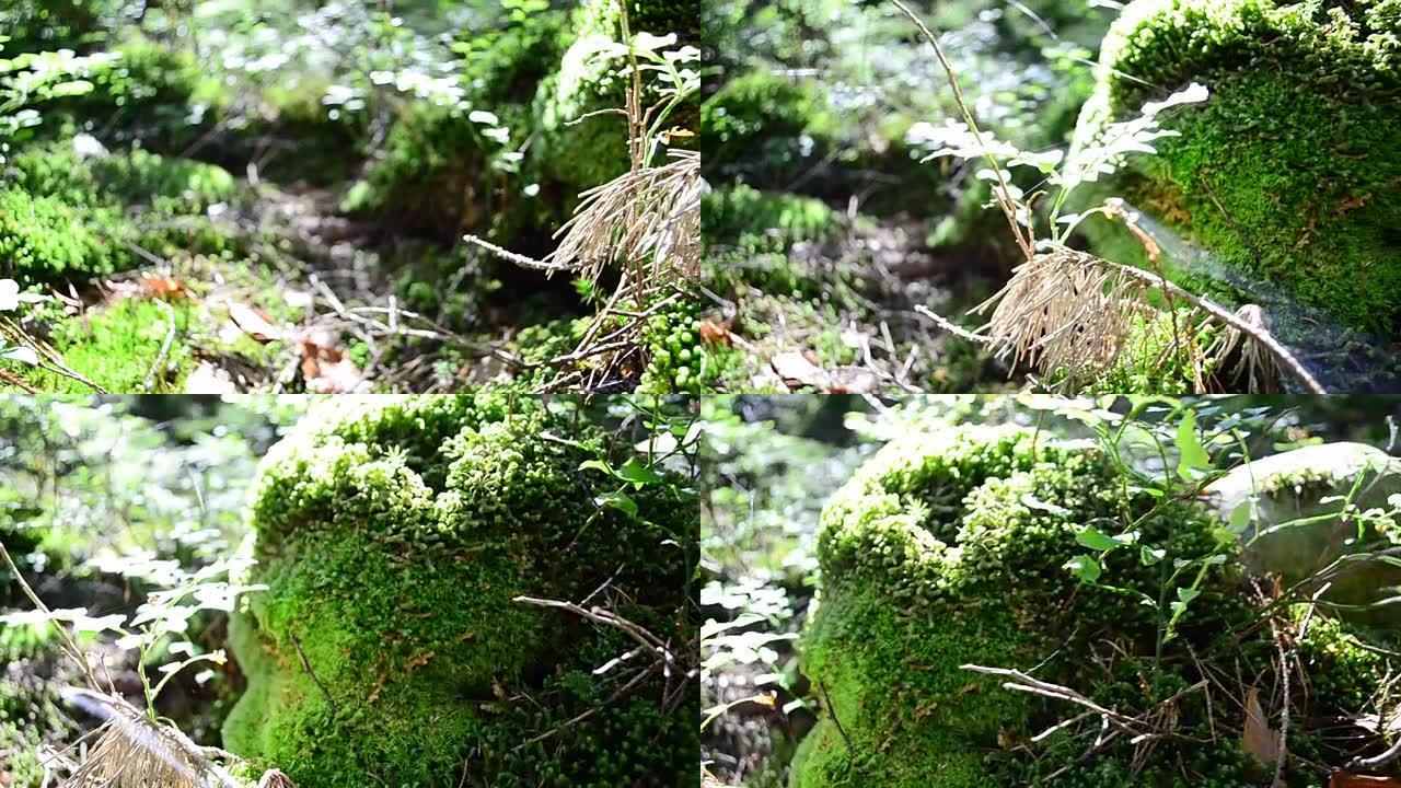 石头上的苔藓和蕨类植物