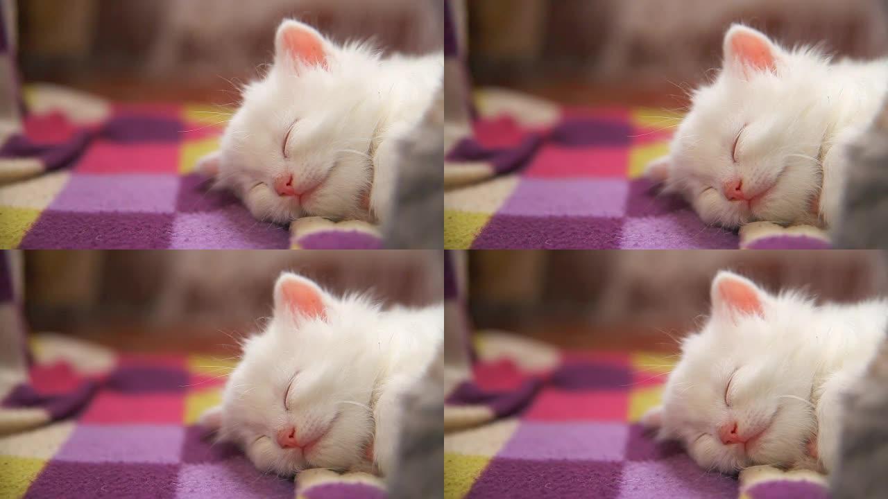 另一只白色小猫大脸躺在床上睡觉