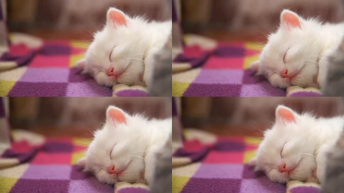 另一只白色小猫大脸躺在床上睡觉
