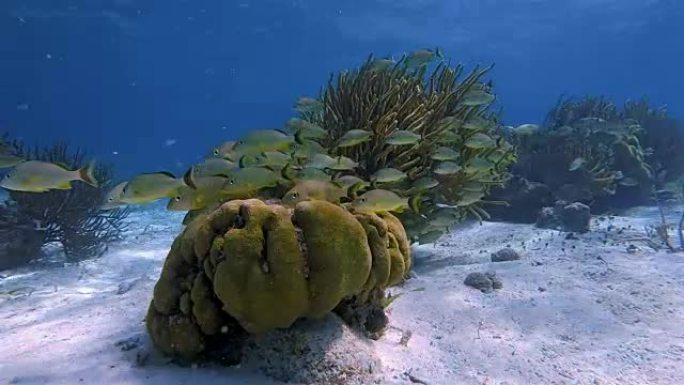 美丽的珊瑚礁上的海洋生物和鲷鱼在加勒比海的Hol Chan海洋保护区-伯利兹堡礁/龙涎香礁