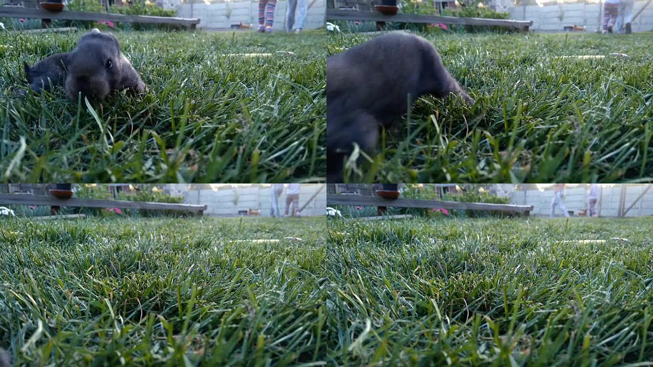 小黑兔在农场的草地上奔跑