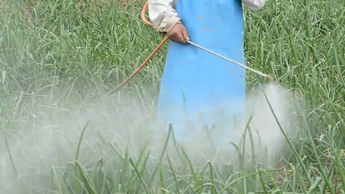 农民在泰国的洋葱田喷洒农药