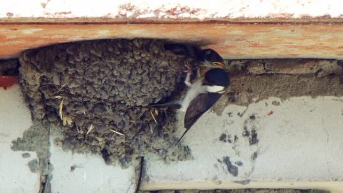 燕子在巢中喂养小鸡