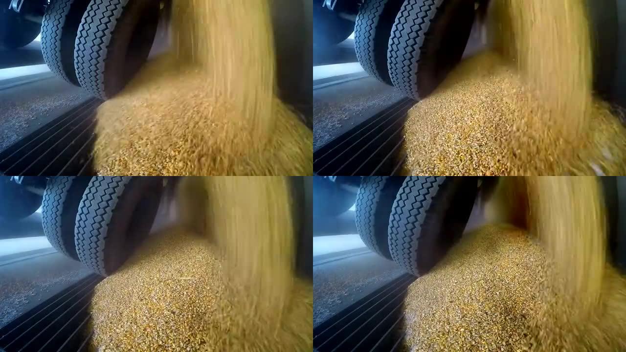 卡车卸载玉米谷物
