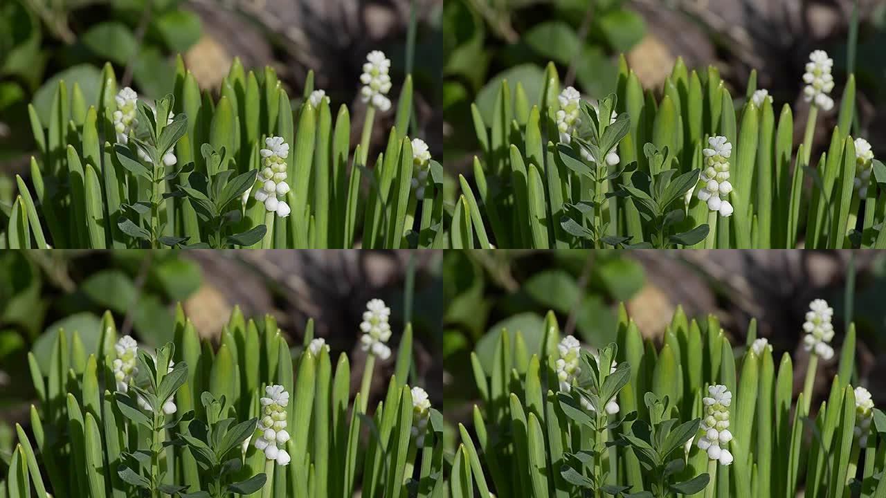 春天的白色麝香花